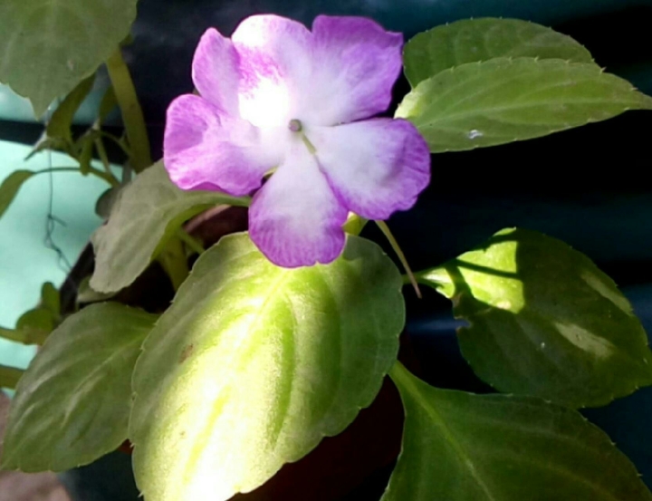 Morada
