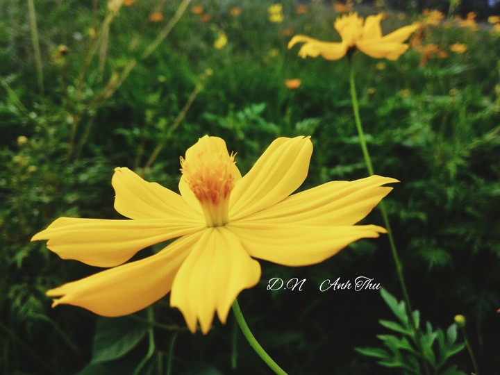 flower