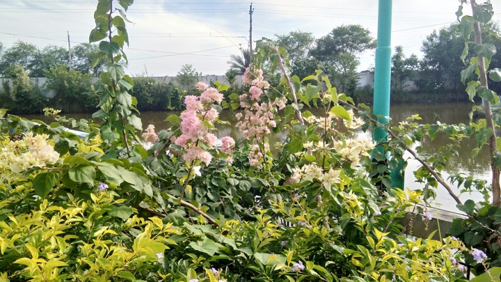Flowers