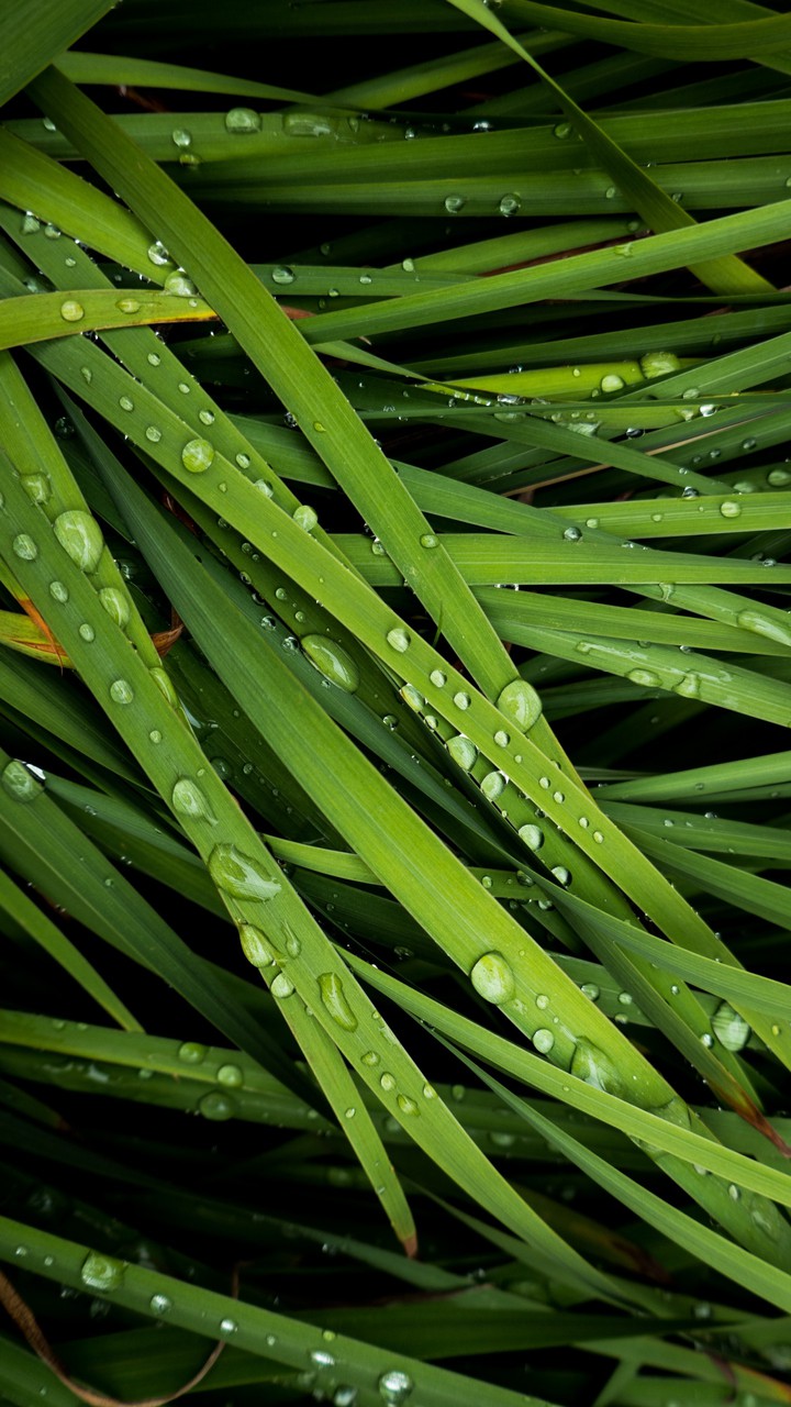 grass