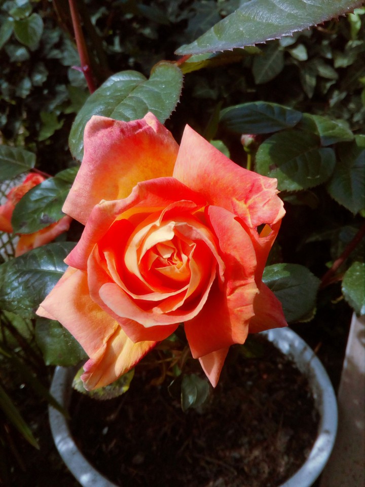 Rosas de mi jardín.
