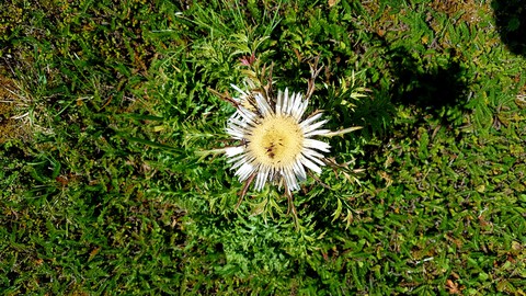 Silberdiestel