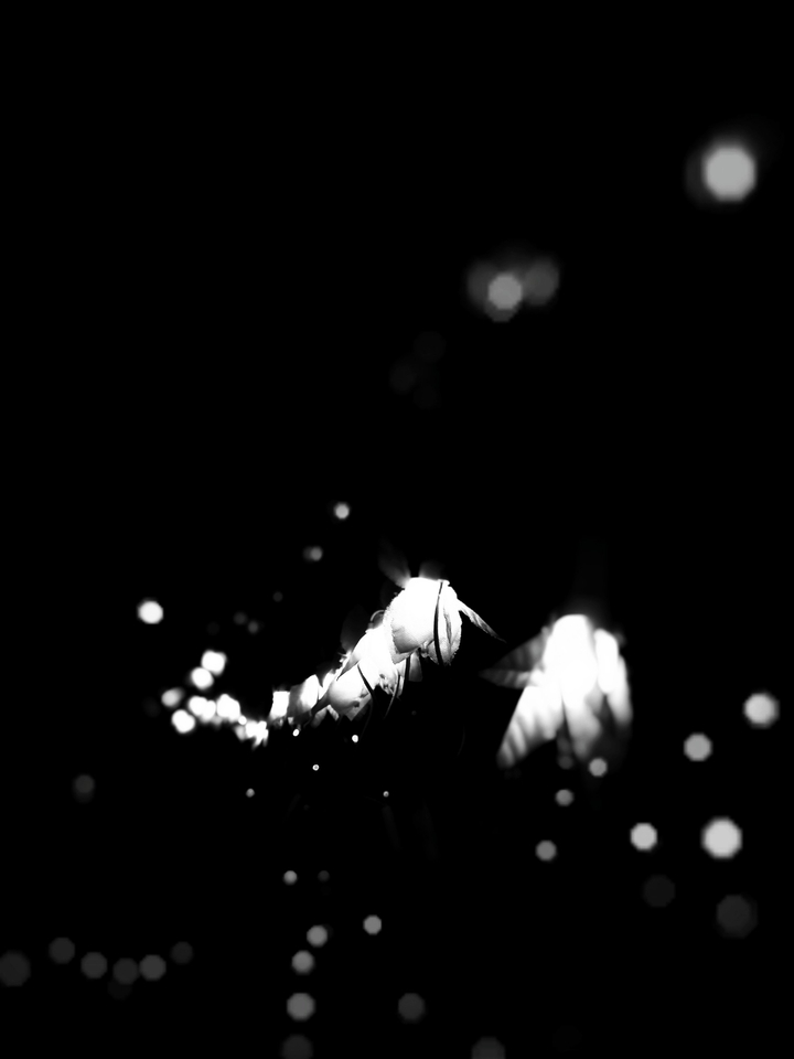 monochrome light