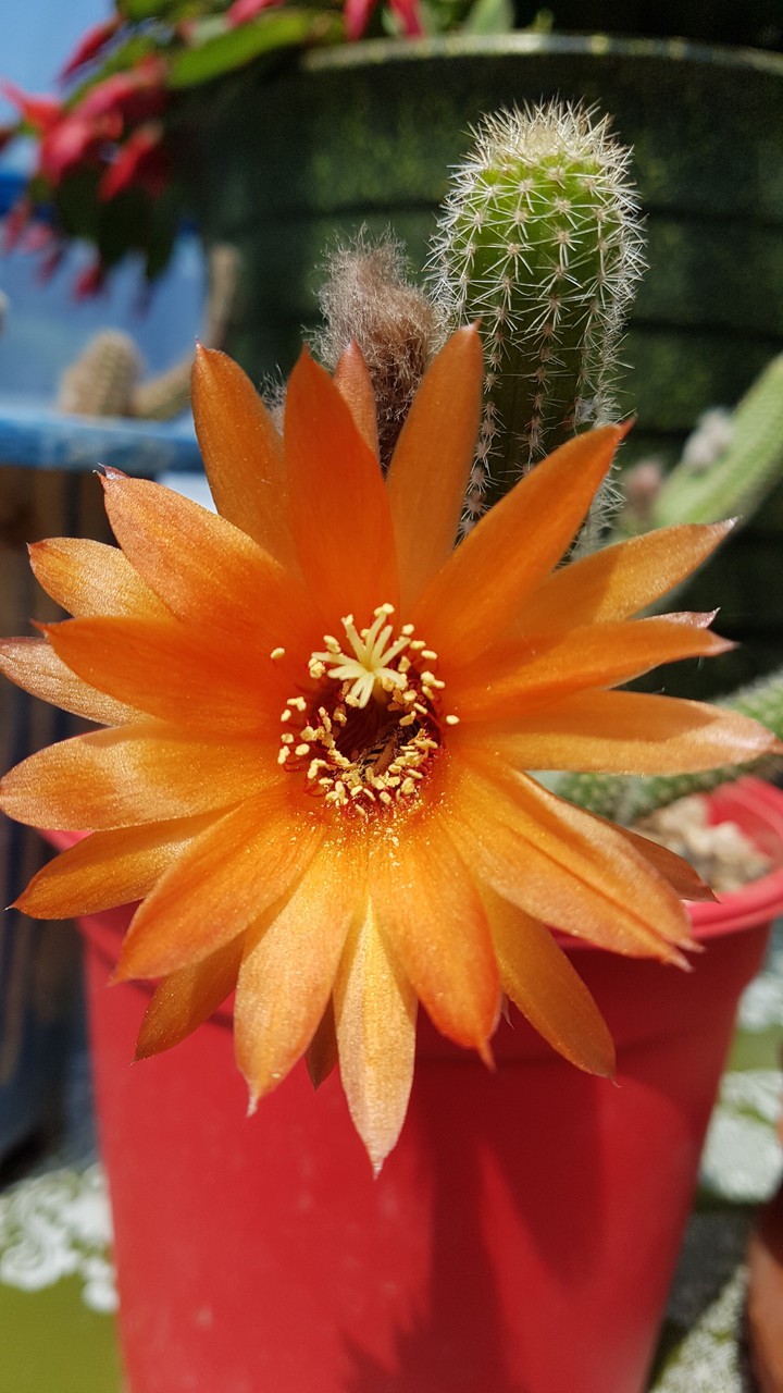 cactus
