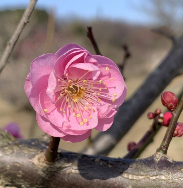 pretty pink plum blossom