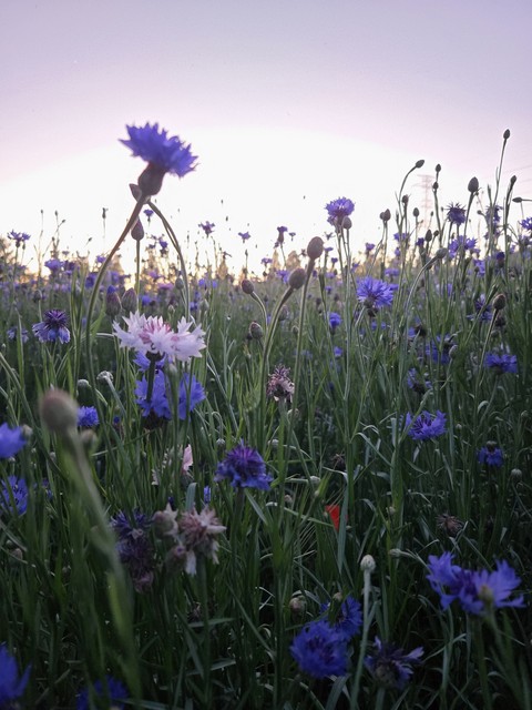 обои blue, wildflower