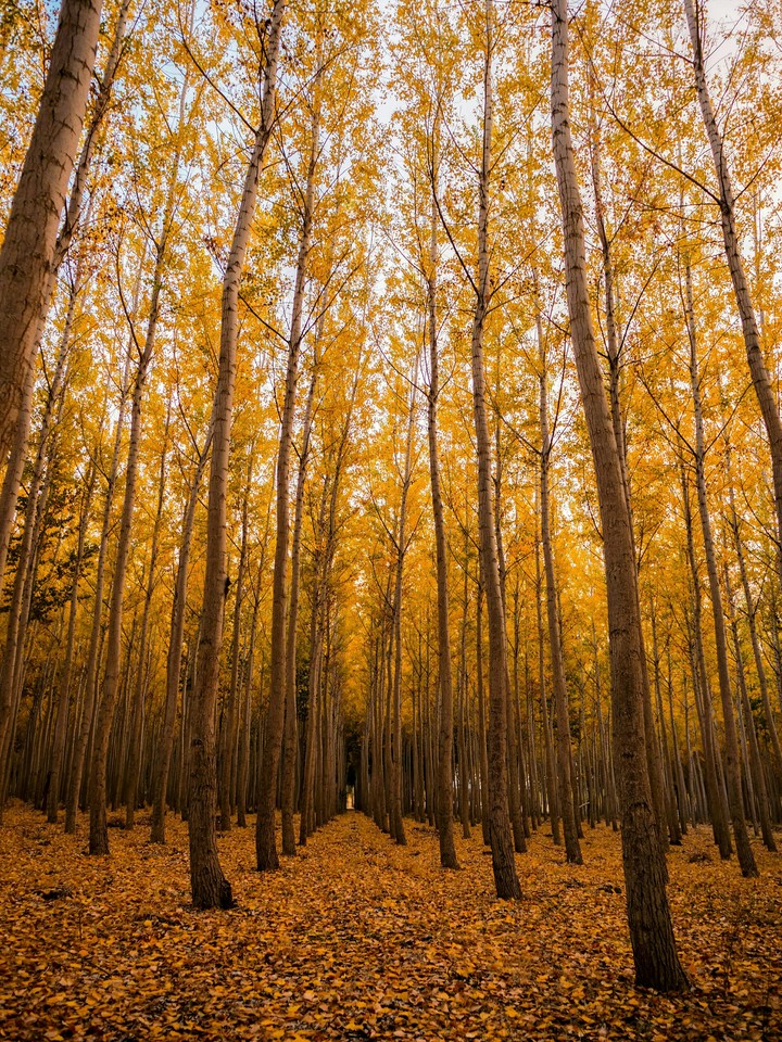 yellow tree