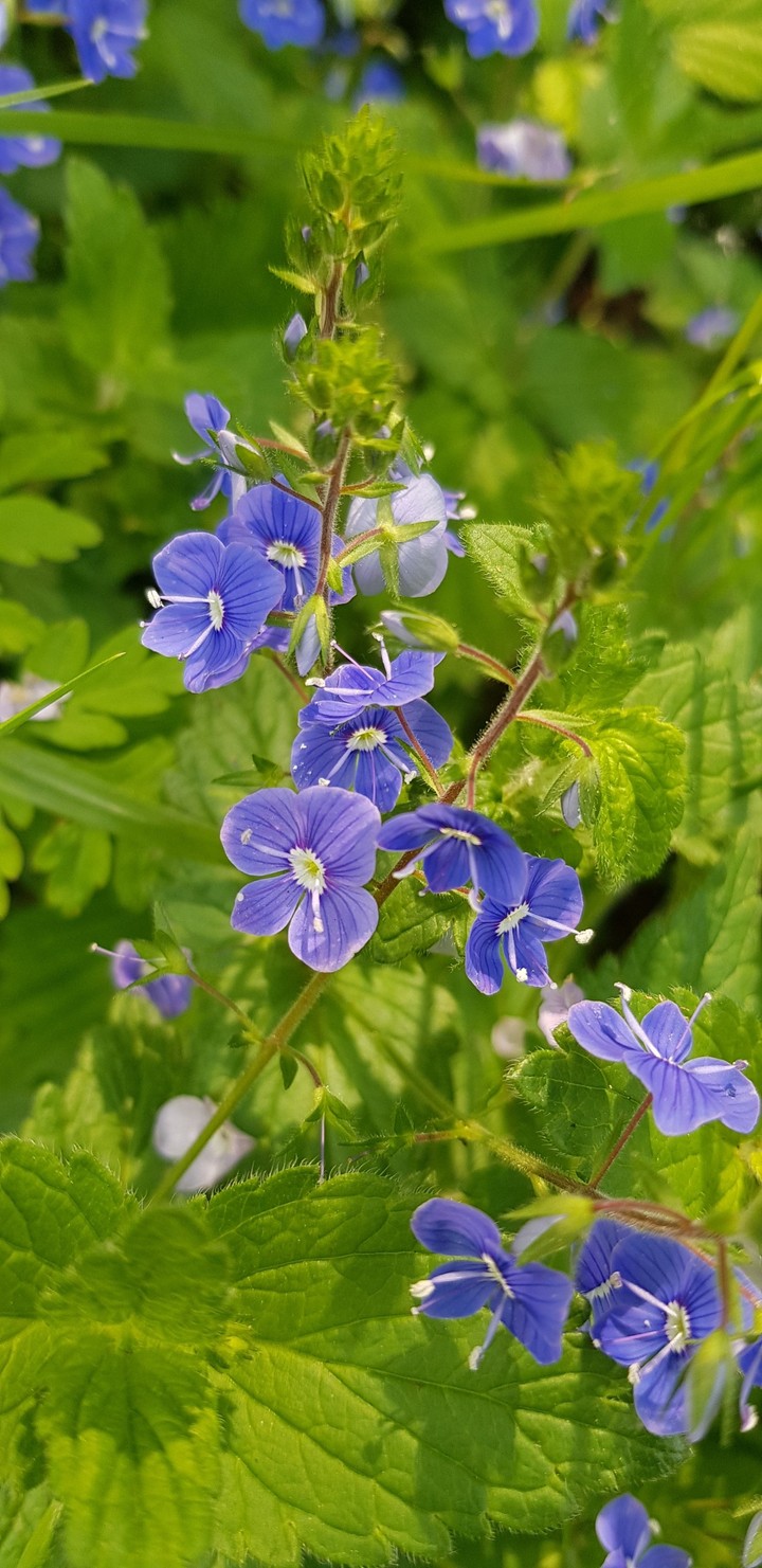 Flowers