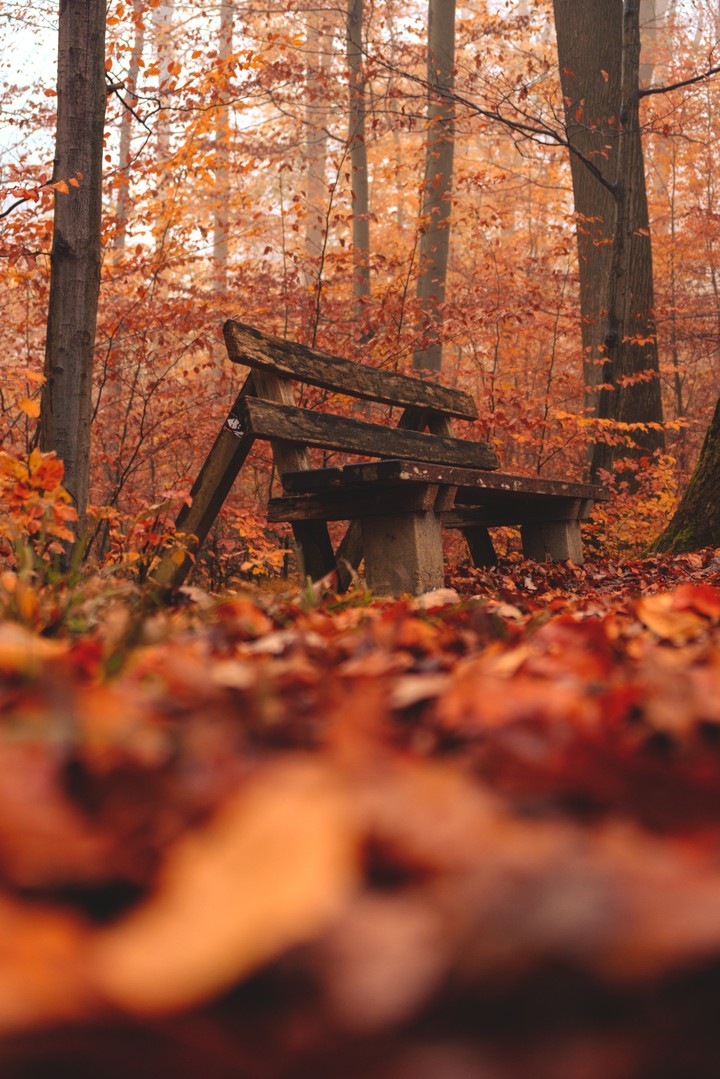 Bench