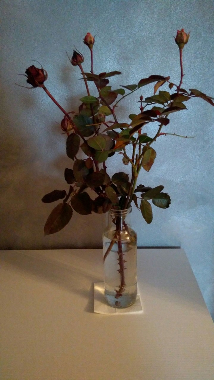 rose