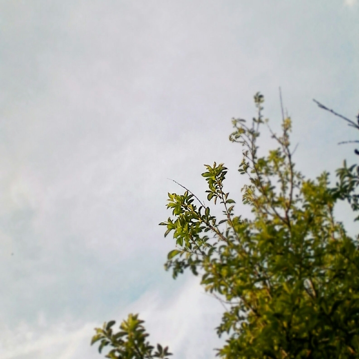 Sky~