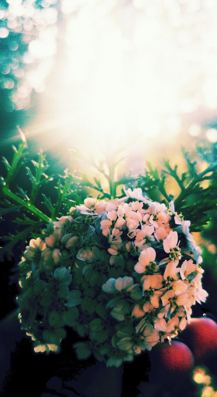bouquet