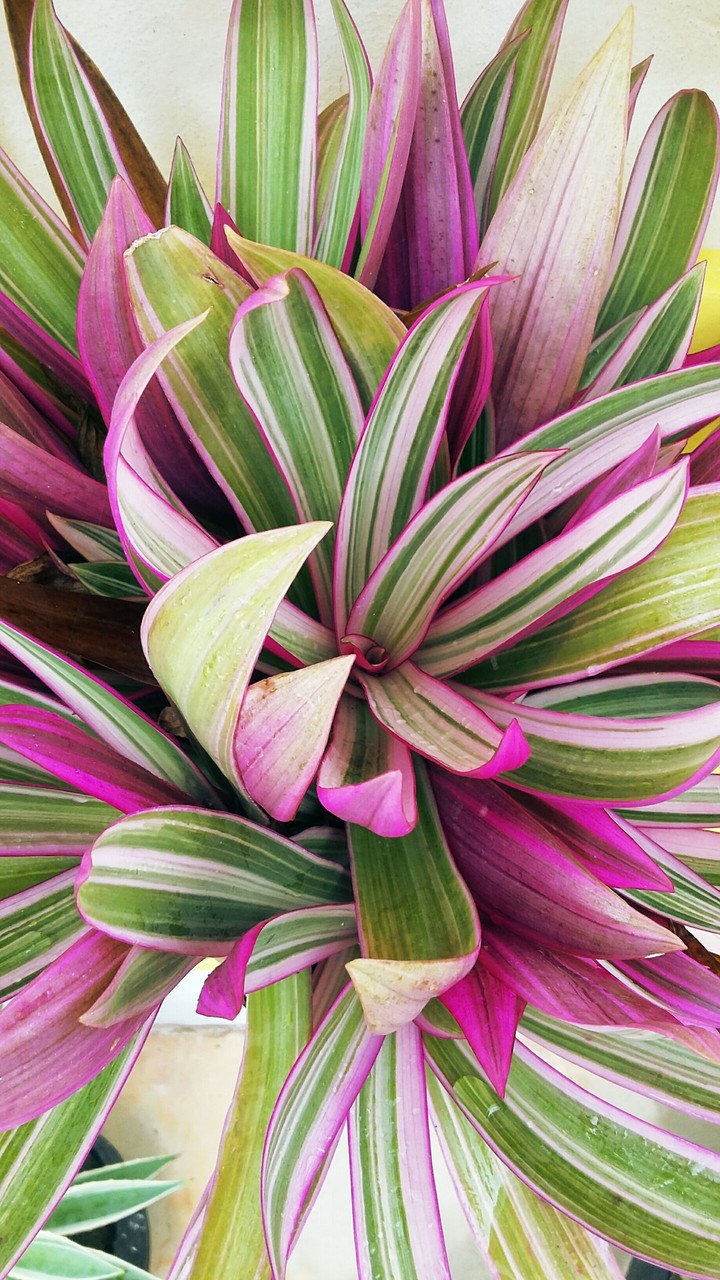 Purple&Green