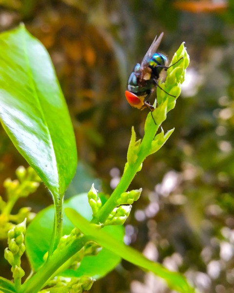 fly search for honey
