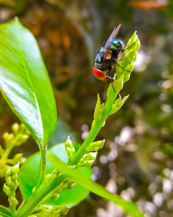 fly search for honey