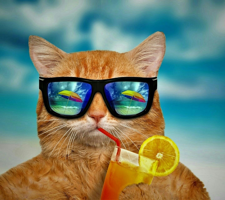 cat