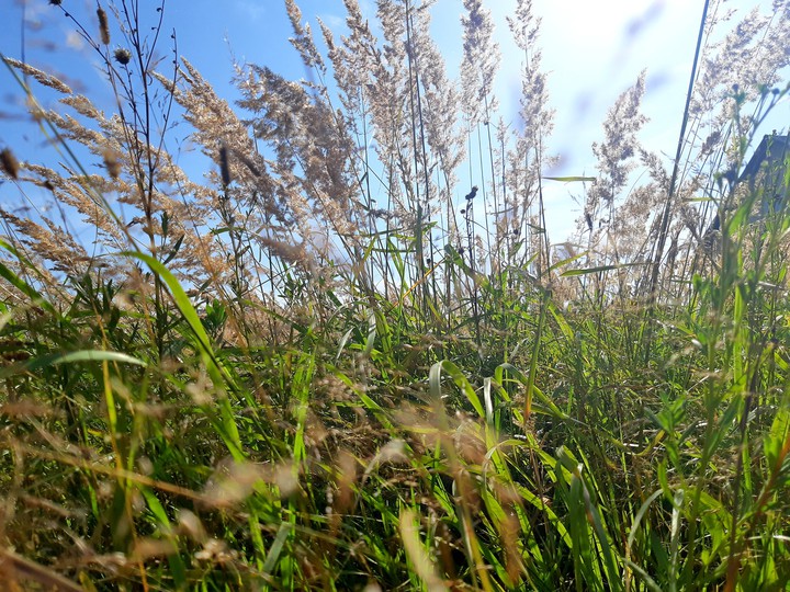 nature