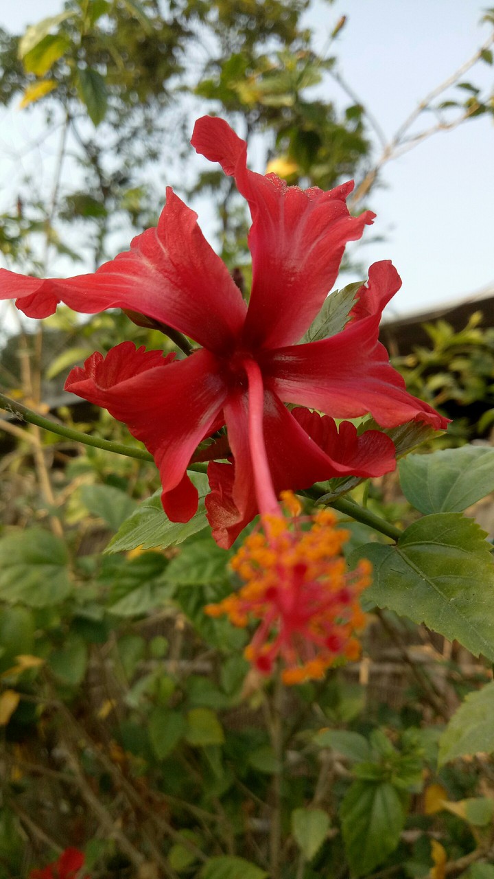 arhul