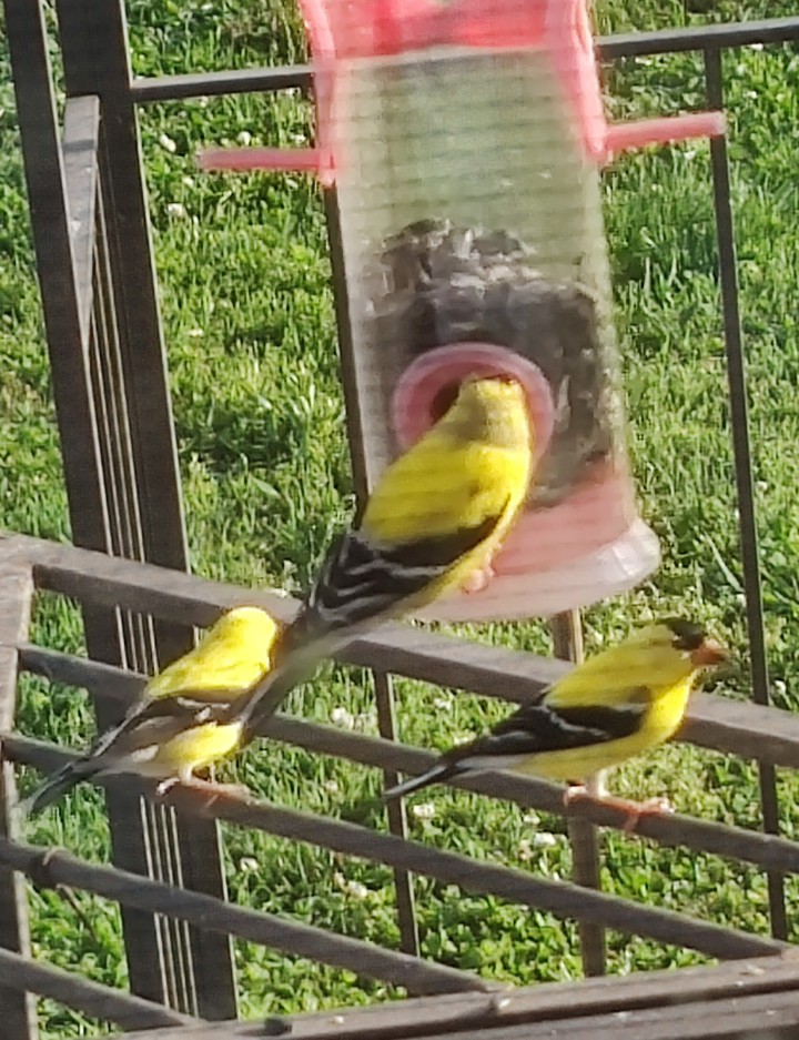 Birdies