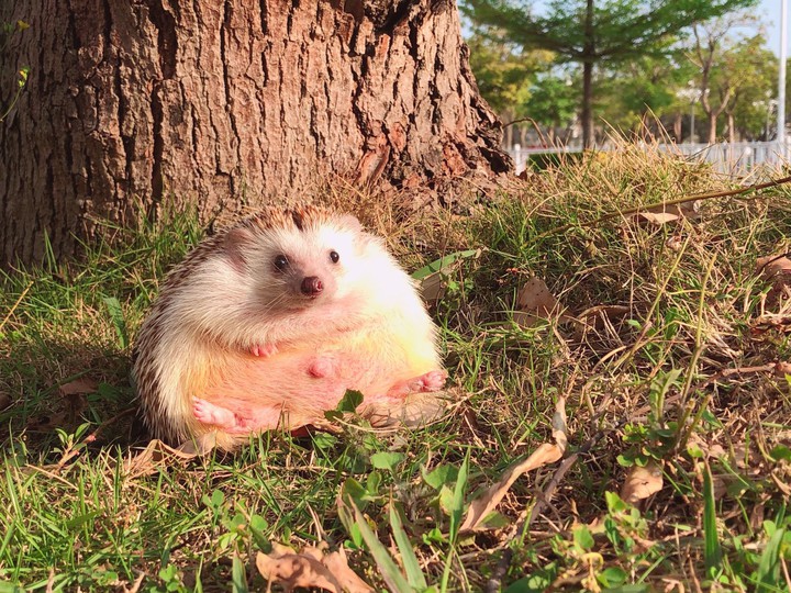 hedgehog