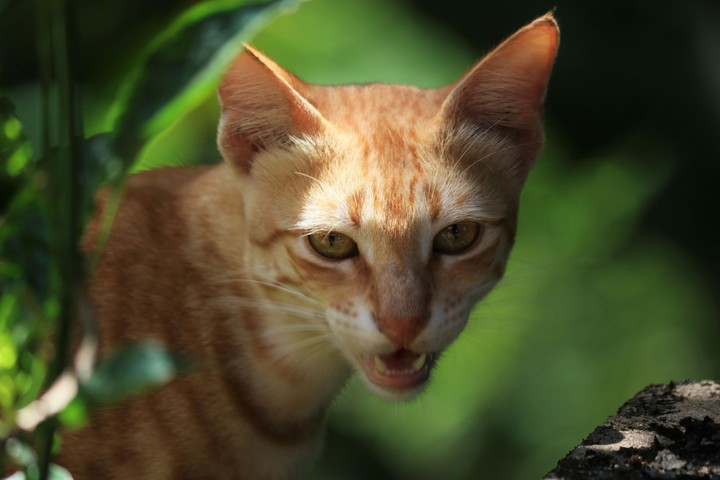 Cat