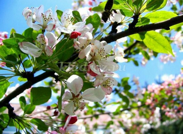 Spring