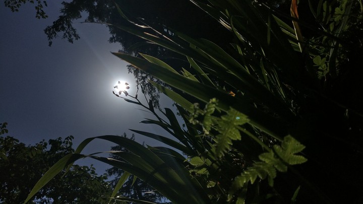 sun light with flower