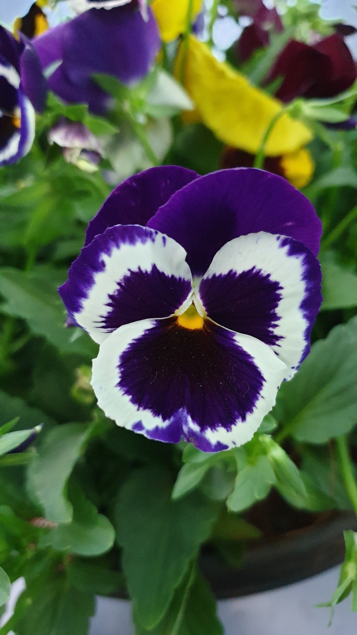 Sweet flower