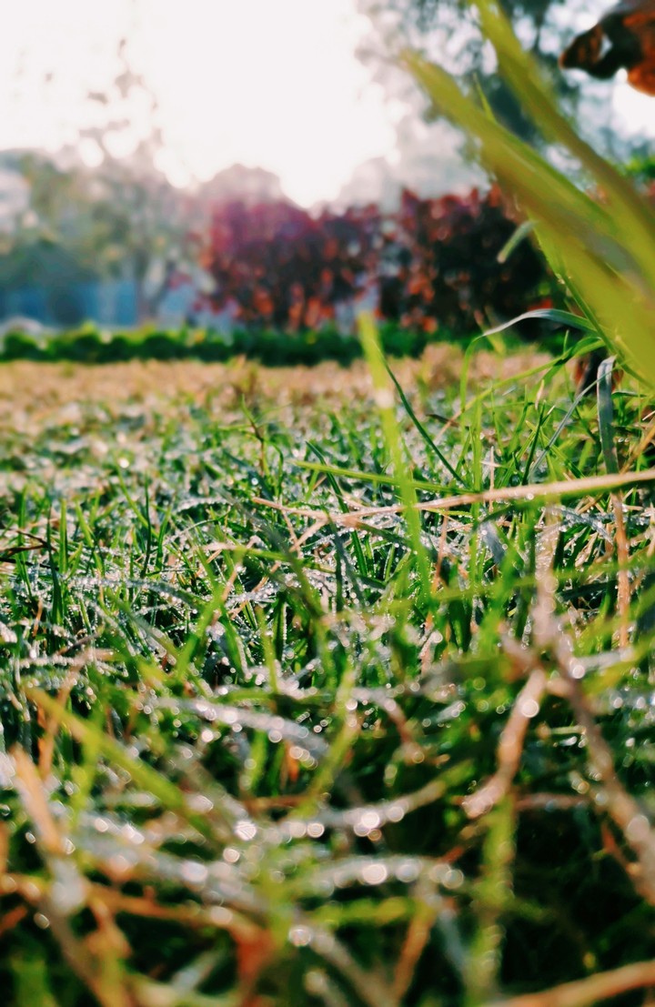 Dewy