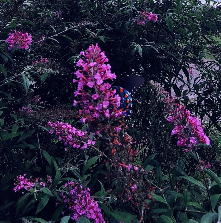 Beautiful Butterfly