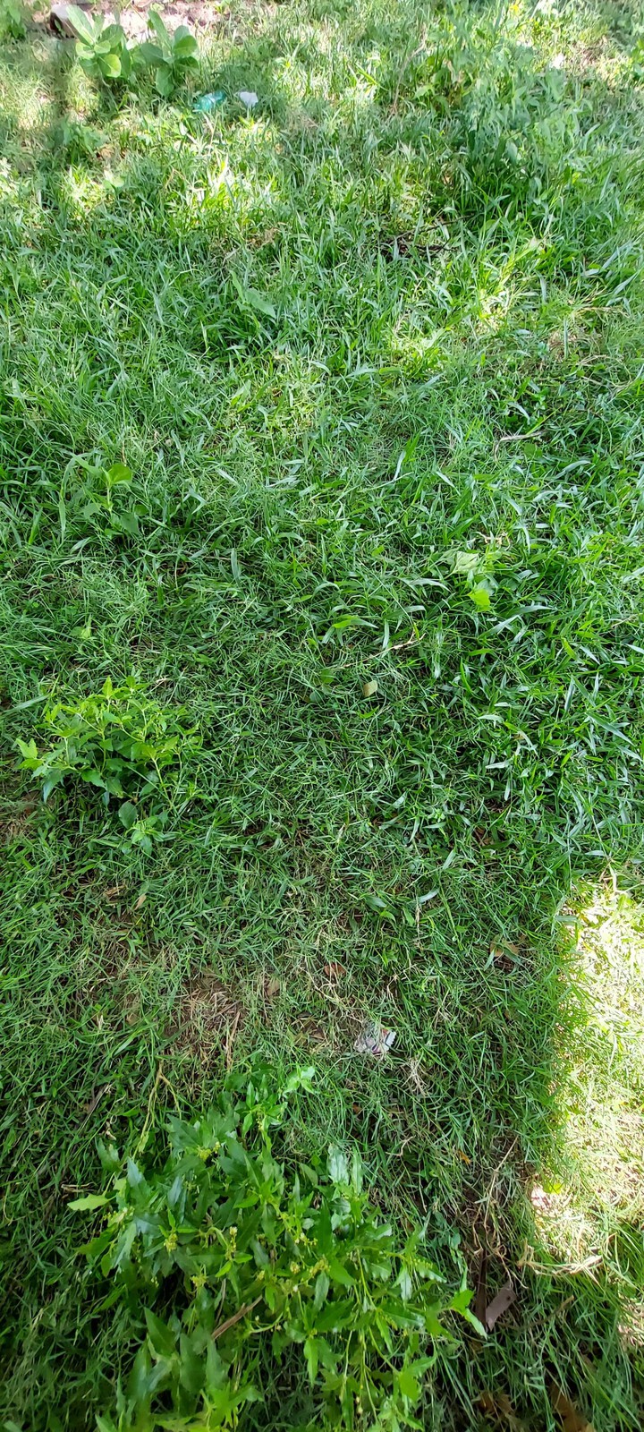 Grass Floor