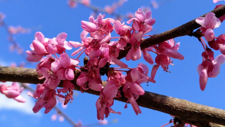 Red Bud