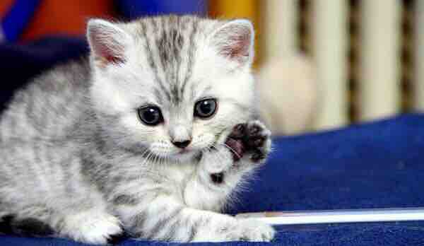 cat-!..81