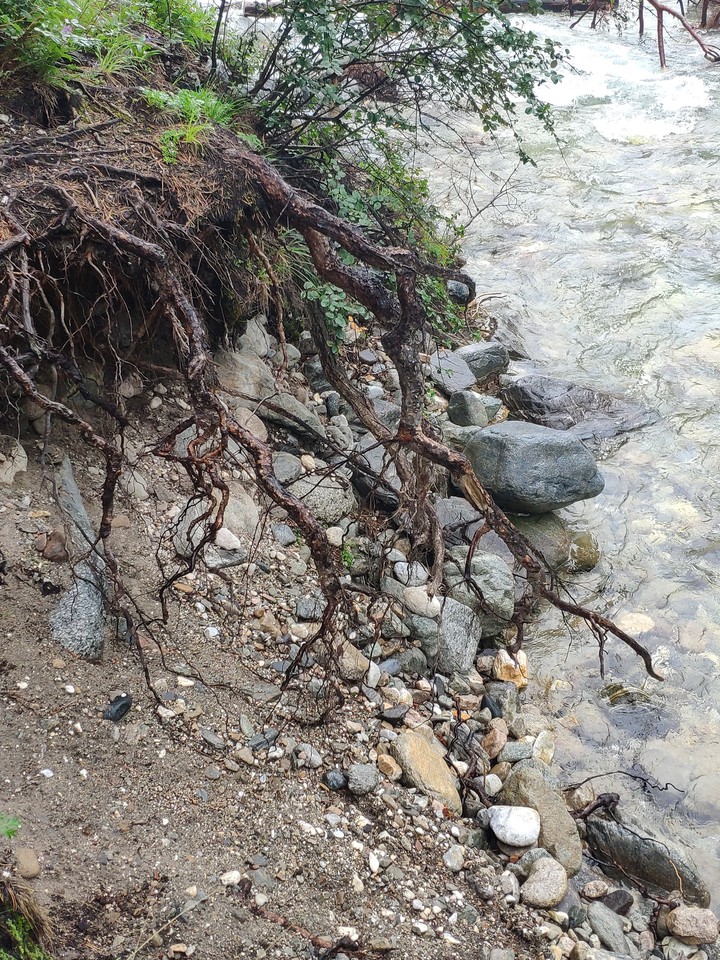 корни