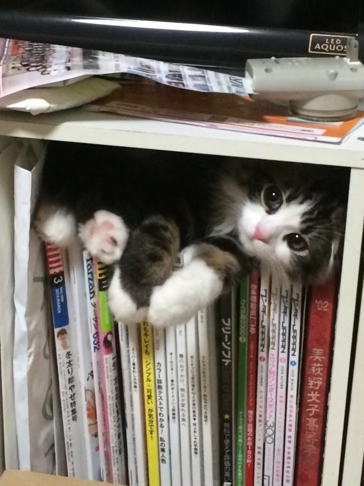 caché