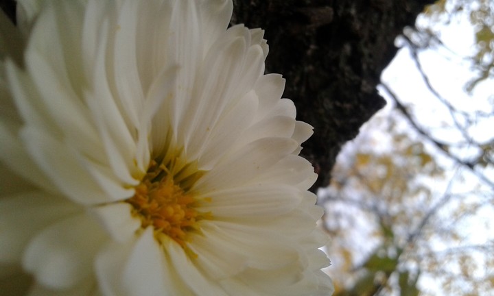 very beautiful flower