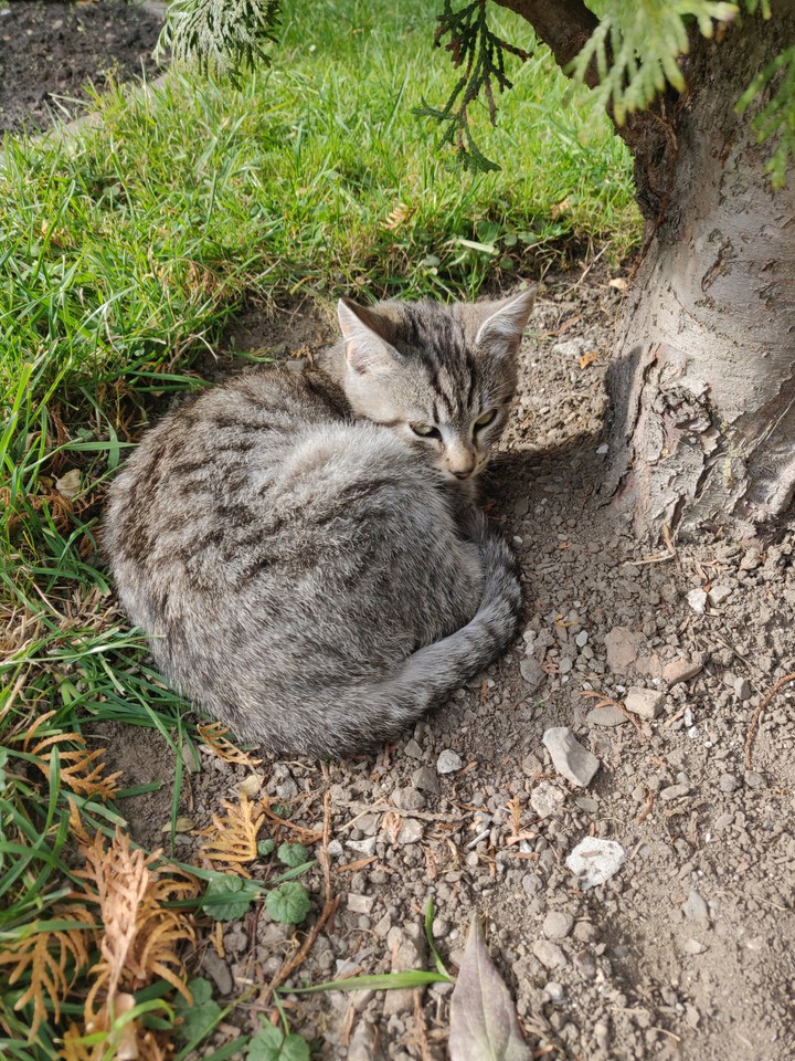 Cat