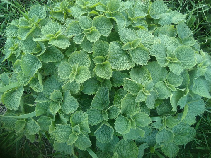 Plant