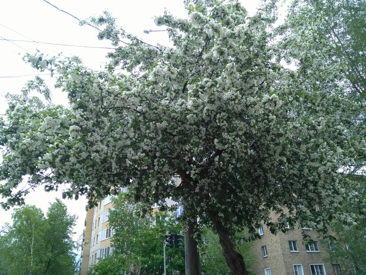 Цветущее дерево