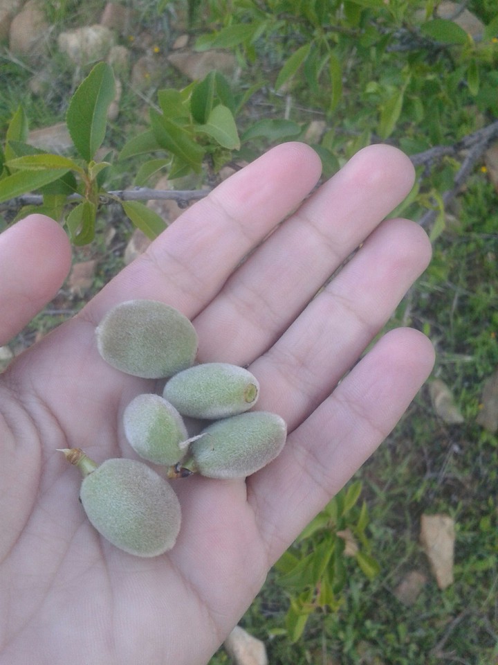 Almonds