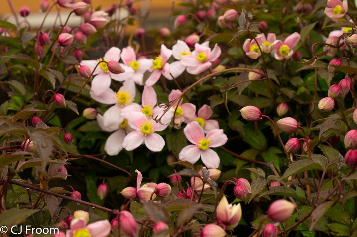 clemetis