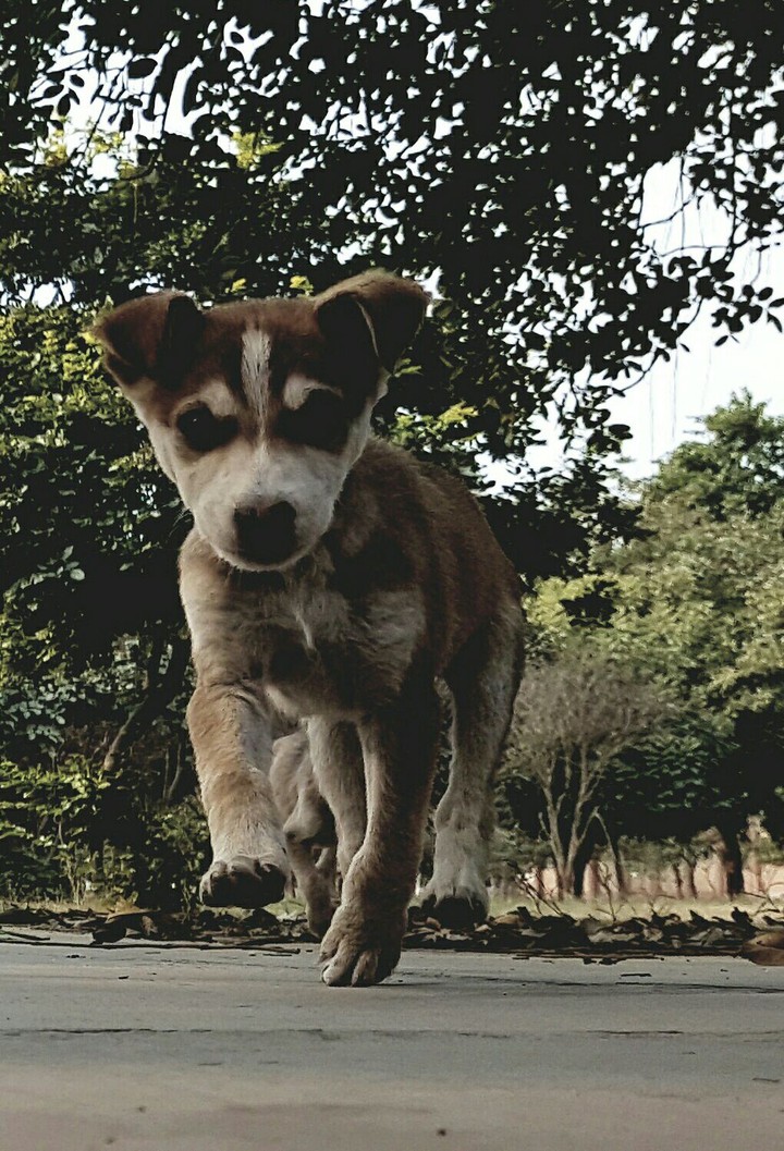 puppy swag