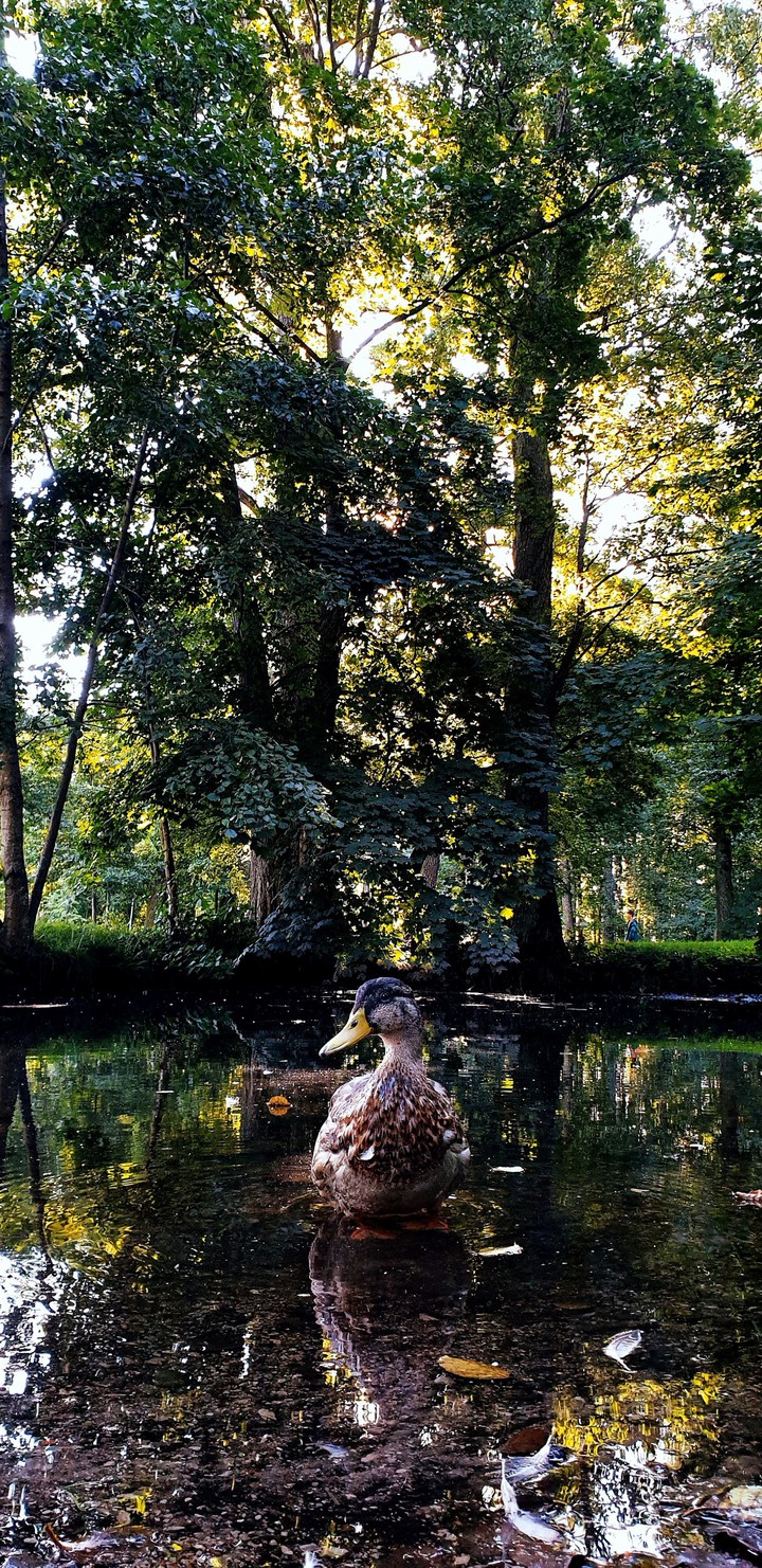 grown up duckling