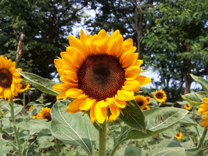 You're my Sunflower