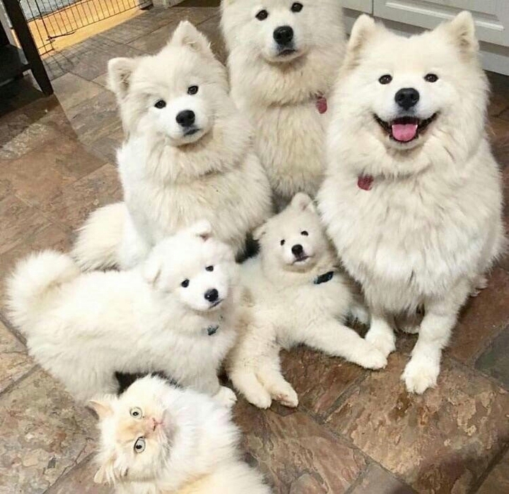 cat dog