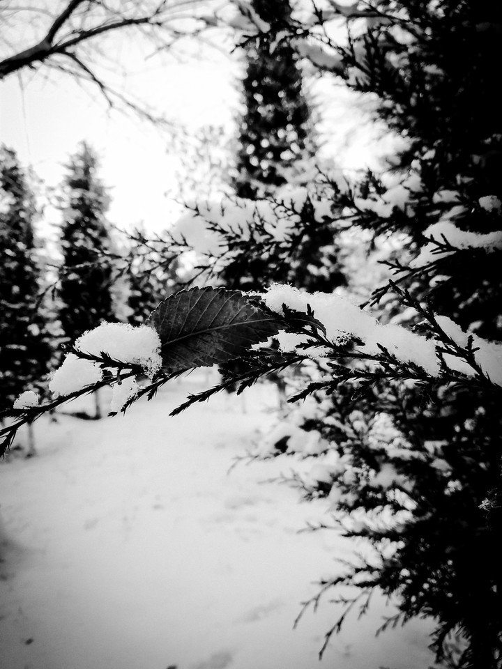 Winter