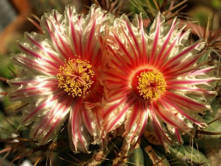 Cactus