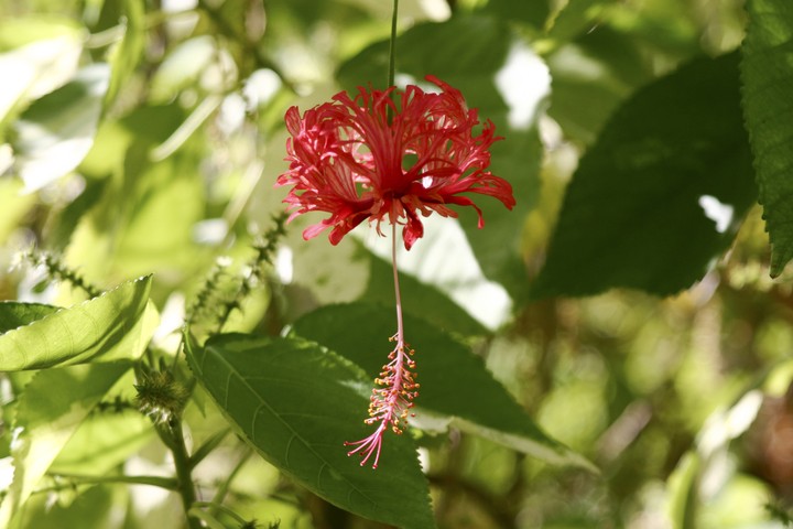 Plant