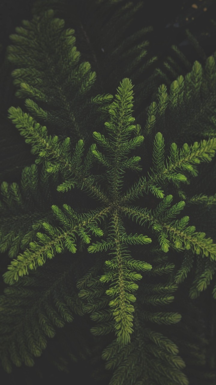 X-Mas Tree
