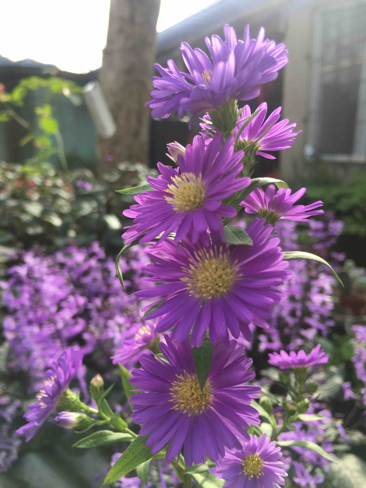 flowers.
